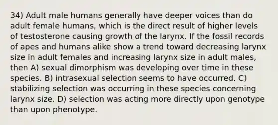 34) Adult male humans generally have deeper voices than do adult female humans, which is the direct result of higher levels of testosterone causing growth of the larynx. If the fossil records of apes and humans alike show a trend toward decreasing larynx size in adult females and increasing larynx size in adult males, then A) sexual dimorphism was developing over time in these species. B) intrasexual selection seems to have occurred. C) stabilizing selection was occurring in these species concerning larynx size. D) selection was acting more directly upon genotype than upon phenotype.