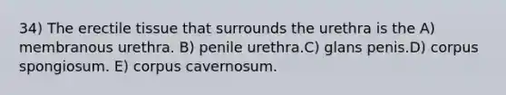 34) The erectile tissue that surrounds the urethra is the A) membranous urethra. B) penile urethra.C) glans penis.D) corpus spongiosum. E) corpus cavernosum.