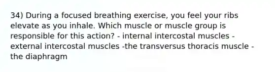 34) During a focused breathing exercise, you feel your ribs elevate as you inhale. Which muscle or muscle group is responsible for this action? - internal intercostal muscles - external intercostal muscles -the transversus thoracis muscle - the diaphragm