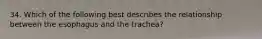 34. Which of the following best describes the relationship between the esophagus and the trachea?