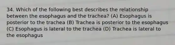 34. Which of the following best describes the relationship between the esophagus and the trachea? (A) Esophagus is posterior to the trachea (B) Trachea is posterior to the esophagus (C) Esophagus is lateral to the trachea (D) Trachea is lateral to the esophagus