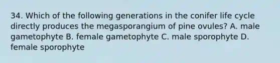 34. Which of the following generations in the conifer life cycle directly produces the megasporangium of pine ovules? A. male gametophyte B. female gametophyte C. male sporophyte D. female sporophyte