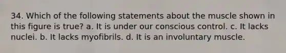 34. Which of the following statements about the muscle shown in this figure is true? a. It is under our conscious control. c. It lacks nuclei. b. It lacks myofibrils. d. It is an involuntary muscle.