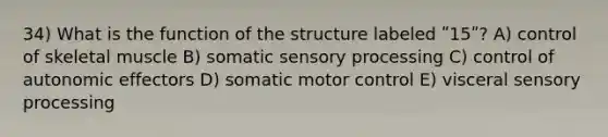 34) What is the function of the structure labeled ʺ15ʺ? A) control of skeletal muscle B) somatic sensory processing C) control of autonomic effectors D) somatic motor control E) visceral sensory processing