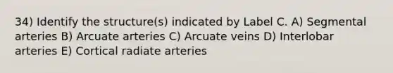 34) Identify the structure(s) indicated by Label C. A) Segmental arteries B) Arcuate arteries C) Arcuate veins D) Interlobar arteries E) Cortical radiate arteries