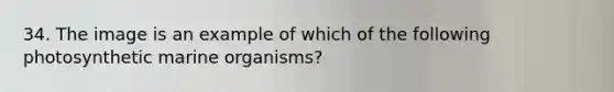 34. The image is an example of which of the following photosynthetic marine organisms?