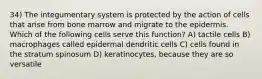 34) The integumentary system is protected by the action of cells that arise from bone marrow and migrate to the epidermis. Which of the following cells serve this function? A) tactile cells B) macrophages called epidermal dendritic cells C) cells found in the stratum spinosum D) keratinocytes, because they are so versatile