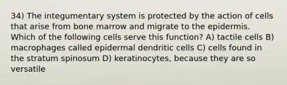 34) The integumentary system is protected by the action of cells that arise from bone marrow and migrate to the epidermis. Which of the following cells serve this function? A) tactile cells B) macrophages called epidermal dendritic cells C) cells found in the stratum spinosum D) keratinocytes, because they are so versatile