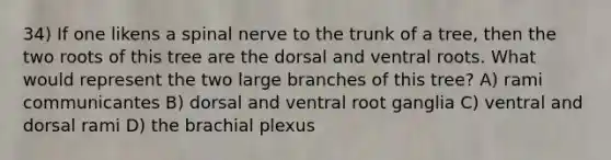 34) If one likens a spinal nerve to the trunk of a tree, then the two roots of this tree are the dorsal and ventral roots. What would represent the two large branches of this tree? A) rami communicantes B) dorsal and ventral root ganglia C) ventral and dorsal rami D) the brachial plexus