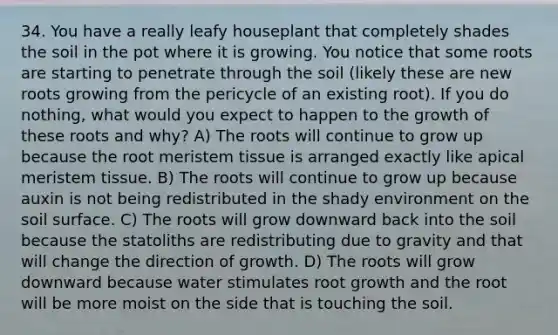 34. You have a really leafy houseplant that completely shades the soil in the pot where it is growing. You notice that some roots are starting to penetrate through the soil (likely these are new roots growing from the pericycle of an existing root). If you do nothing, what would you expect to happen to the growth of these roots and why? A) The roots will continue to grow up because the root meristem tissue is arranged exactly like apical meristem tissue. B) The roots will continue to grow up because auxin is not being redistributed in the shady environment on the soil surface. C) The roots will grow downward back into the soil because the statoliths are redistributing due to gravity and that will change the direction of growth. D) The roots will grow downward because water stimulates root growth and the root will be more moist on the side that is touching the soil.