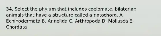 34. Select the phylum that includes coelomate, bilaterian animals that have a structure called a notochord. A. Echinodermata B. Annelida C. Arthropoda D. Mollusca E. Chordata