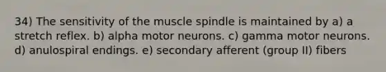 34) The sensitivity of the muscle spindle is maintained by a) a stretch reflex. b) alpha motor neurons. c) gamma motor neurons. d) anulospiral endings. e) secondary afferent (group II) fibers