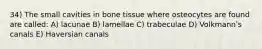 34) The small cavities in bone tissue where osteocytes are found are called: A) lacunae B) lamellae C) trabeculae D) Volkmannʹs canals E) Haversian canals