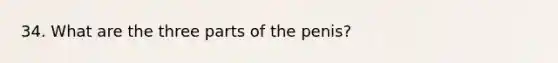 34. What are the three parts of the penis?