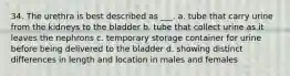 34. The urethra is best described as ___. a. tube that carry urine from the kidneys to the bladder b. tube that collect urine as it leaves the nephrons c. temporary storage container for urine before being delivered to the bladder d. showing distinct differences in length and location in males and females