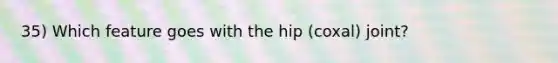 35) Which feature goes with the hip (coxal) joint?