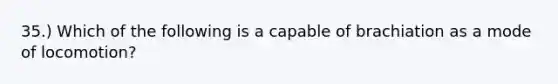 35.) Which of the following is a capable of brachiation as a mode of locomotion?