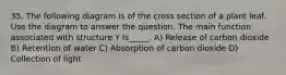 35. The following diagram is of the cross section of a plant leaf. Use the diagram to answer the question. The main function associated with structure Y is_____. A) Release of carbon dioxide B) Retention of water C) Absorption of carbon dioxide D) Collection of light