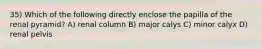 35) Which of the following directly enclose the papilla of the renal pyramid? A) renal column B) major calys C) minor calyx D) renal pelvis