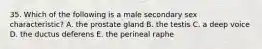 35. Which of the following is a male secondary sex characteristic? A. the prostate gland B. the testis C. a deep voice D. the ductus deferens E. the perineal raphe