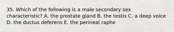 35. Which of the following is a male secondary sex characteristic? A. the prostate gland B. the testis C. a deep voice D. the ductus deferens E. the perineal raphe