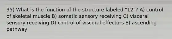 35) What is the function of the structure labeled "12"? A) control of skeletal muscle B) somatic sensory receiving C) visceral sensory receiving D) control of visceral effectors E) ascending pathway