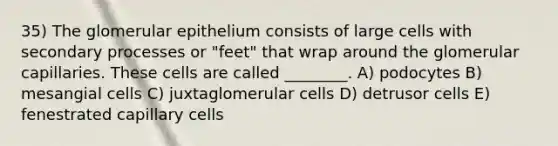 35) The glomerular epithelium consists of large cells with secondary processes or "feet" that wrap around the glomerular capillaries. These cells are called ________. A) podocytes B) mesangial cells C) juxtaglomerular cells D) detrusor cells E) fenestrated capillary cells