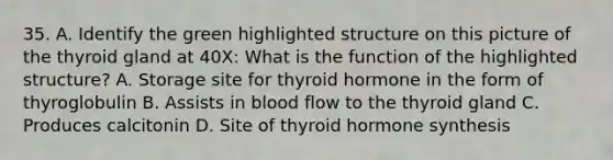 35. A. Identify the green highlighted structure on this picture of the thyroid gland at 40X: What is the function of the highlighted structure? A. Storage site for thyroid hormone in the form of thyroglobulin B. Assists in blood flow to the thyroid gland C. Produces calcitonin D. Site of thyroid hormone synthesis