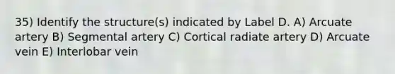 35) Identify the structure(s) indicated by Label D. A) Arcuate artery B) Segmental artery C) Cortical radiate artery D) Arcuate vein E) Interlobar vein