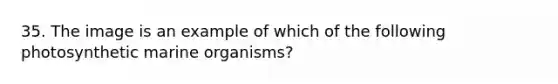 35. The image is an example of which of the following photosynthetic marine organisms?