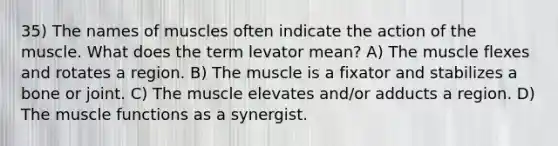 35) The names of muscles often indicate the action of the muscle. What does the term levator mean? A) The muscle flexes and rotates a region. B) The muscle is a fixator and stabilizes a bone or joint. C) The muscle elevates and/or adducts a region. D) The muscle functions as a synergist.