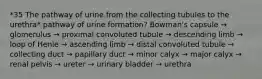 *35 The pathway of urine from the collecting tubules to the urethra* pathway of urine formation? Bowman's capsule → glomerulus → proximal convoluted tubule → descending limb → loop of Henle → ascending limb → distal convoluted tubule → collecting duct → papillary duct → minor calyx → major calyx → renal pelvis → ureter → urinary bladder → urethra