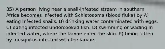 35) A person living near a snail-infested stream in southern Africa becomes infected with Schistosoma (blood fluke) by A) eating infected snails. B) drinking water contaminated with eggs. C) eating infected undercooked fish. D) swimming or wading in infected water, where the larvae enter the skin. E) being bitten by mosquitos infected with the larvae.