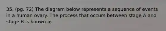 35. (pg. 72) The diagram below represents a sequence of events in a human ovary. The process that occurs between stage A and stage B is known as