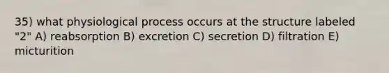 35) what physiological process occurs at the structure labeled "2" A) reabsorption B) excretion C) secretion D) filtration E) micturition