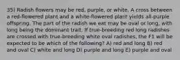 35) Radish flowers may be red, purple, or white. A cross between a red-flowered plant and a white-flowered plant yields all-purple offspring. The part of the radish we eat may be oval or long, with long being the dominant trait. If true-breeding red long radishes are crossed with true-breeding white oval radishes, the F1 will be expected to be which of the following? A) red and long B) red and oval C) white and long D) purple and long E) purple and oval