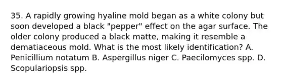 35. A rapidly growing hyaline mold began as a white colony but soon developed a black "pepper" effect on the agar surface. The older colony produced a black matte, making it resemble a dematiaceous mold. What is the most likely identification? A. Penicillium notatum B. Aspergillus niger C. Paecilomyces spp. D. Scopulariopsis spp.