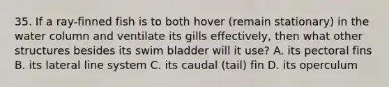 35. If a ray-finned fish is to both hover (remain stationary) in the water column and ventilate its gills effectively, then what other structures besides its swim bladder will it use? A. its pectoral fins B. its lateral line system C. its caudal (tail) fin D. its operculum