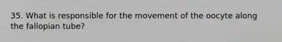 35. What is responsible for the movement of the oocyte along the fallopian tube?