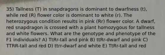 35) Tallness (T) in snapdragons is dominant to dwarfness (t), while red (R) flower color is dominant to white (r). The heterozygous condition results in pink (Rr) flower color. A dwarf, red snapdragon is crossed with a plant homozygous for tallness and white flowers. What are the genotype and phenotype of the F1 individuals? A) TtRr-tall and pink B) ttRr-dwarf and pink C) TTRR-tall and red D) ttrr-dwarf and white E) TtRr-tall and red