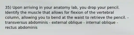 35) Upon arriving in your anatomy lab, you drop your pencil. Identify the muscle that allows for flexion of the vertebral column, allowing you to bend at the waist to retrieve the pencil. - transversus abdominis - external oblique - internal oblique - rectus abdominis