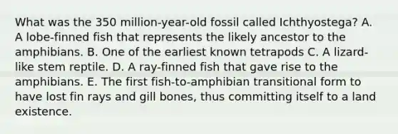 What was the 350 million-year-old fossil called Ichthyostega? A. A lobe-finned fish that represents the likely ancestor to the amphibians. B. One of the earliest known tetrapods C. A lizard-like stem reptile. D. A ray-finned fish that gave rise to the amphibians. E. The first fish-to-amphibian transitional form to have lost fin rays and gill bones, thus committing itself to a land existence.