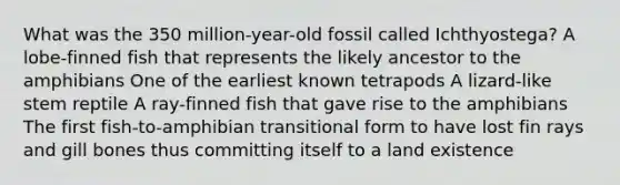 What was the 350 million-year-old fossil called Ichthyostega? A lobe-finned fish that represents the likely ancestor to the amphibians One of the earliest known tetrapods A lizard-like stem reptile A ray-finned fish that gave rise to the amphibians The first fish-to-amphibian transitional form to have lost fin rays and gill bones thus committing itself to a land existence