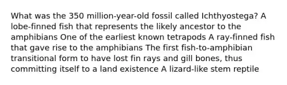 What was the 350 million-year-old fossil called Ichthyostega? A lobe-finned fish that represents the likely ancestor to the amphibians One of the earliest known tetrapods A ray-finned fish that gave rise to the amphibians The first fish-to-amphibian transitional form to have lost fin rays and gill bones, thus committing itself to a land existence A lizard-like stem reptile