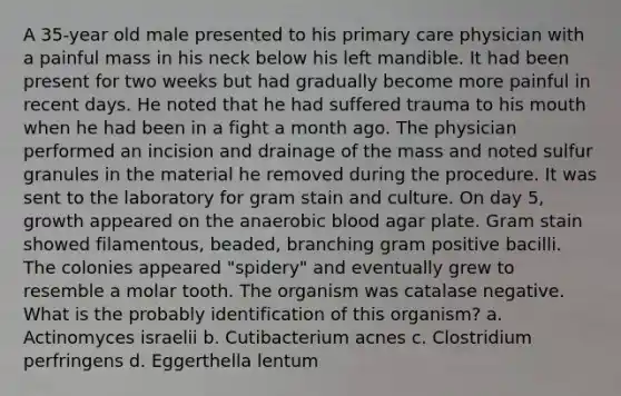 A 35-year old male presented to his primary care physician with a painful mass in his neck below his left mandible. It had been present for two weeks but had gradually become more painful in recent days. He noted that he had suffered trauma to his mouth when he had been in a fight a month ago. The physician performed an incision and drainage of the mass and noted sulfur granules in the material he removed during the procedure. It was sent to the laboratory for gram stain and culture. On day 5, growth appeared on the anaerobic blood agar plate. Gram stain showed filamentous, beaded, branching gram positive bacilli. The colonies appeared "spidery" and eventually grew to resemble a molar tooth. The organism was catalase negative. What is the probably identification of this organism? a. Actinomyces israelii b. Cutibacterium acnes c. Clostridium perfringens d. Eggerthella lentum
