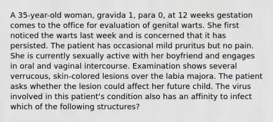 A 35-year-old woman, gravida 1, para 0, at 12 weeks gestation comes to the office for evaluation of genital warts. She first noticed the warts last week and is concerned that it has persisted. The patient has occasional mild pruritus but no pain. She is currently sexually active with her boyfriend and engages in oral and vaginal intercourse. Examination shows several verrucous, skin-colored lesions over the labia majora. The patient asks whether the lesion could affect her future child. The virus involved in this patient's condition also has an affinity to infect which of the following structures?