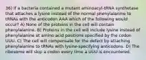 36) If a bacteria contained a mutant aminoacyl-tRNA synthetase that attaches a lysine instead of the normal phenylalanine to tRNAs with the anticodon AAA which of the following would occur? A) None of the proteins in the cell will contain phenylalanine. B) Proteins in the cell will include lysine instead of phenylalanine at amino acid positions specified by the codon UUU. C) The cell will compensate for the defect by attaching phenylalanine to tRNAs with lysine-specifying anticodons. D) The ribosome will skip a codon every time a UUU is encountered.