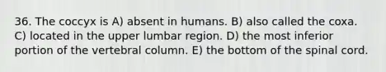 36. The coccyx is A) absent in humans. B) also called the coxa. C) located in the upper lumbar region. D) the most inferior portion of the vertebral column. E) the bottom of the spinal cord.