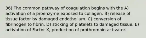 36) The common pathway of coagulation begins with the A) activation of a proenzyme exposed to collagen. B) release of tissue factor by damaged endothelium. C) conversion of fibrinogen to fibrin. D) sticking of platelets to damaged tissue. E) activation of Factor X, production of prothrombin activator.