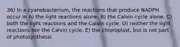 36) In a cyanobacterium, the reactions that produce NADPH occur in A) the light reactions alone. B) the Calvin cycle alone. C) both the light reactions and the Calvin cycle. D) neither the light reactions nor the Calvin cycle. E) the chloroplast, but is not part of photosynthesis